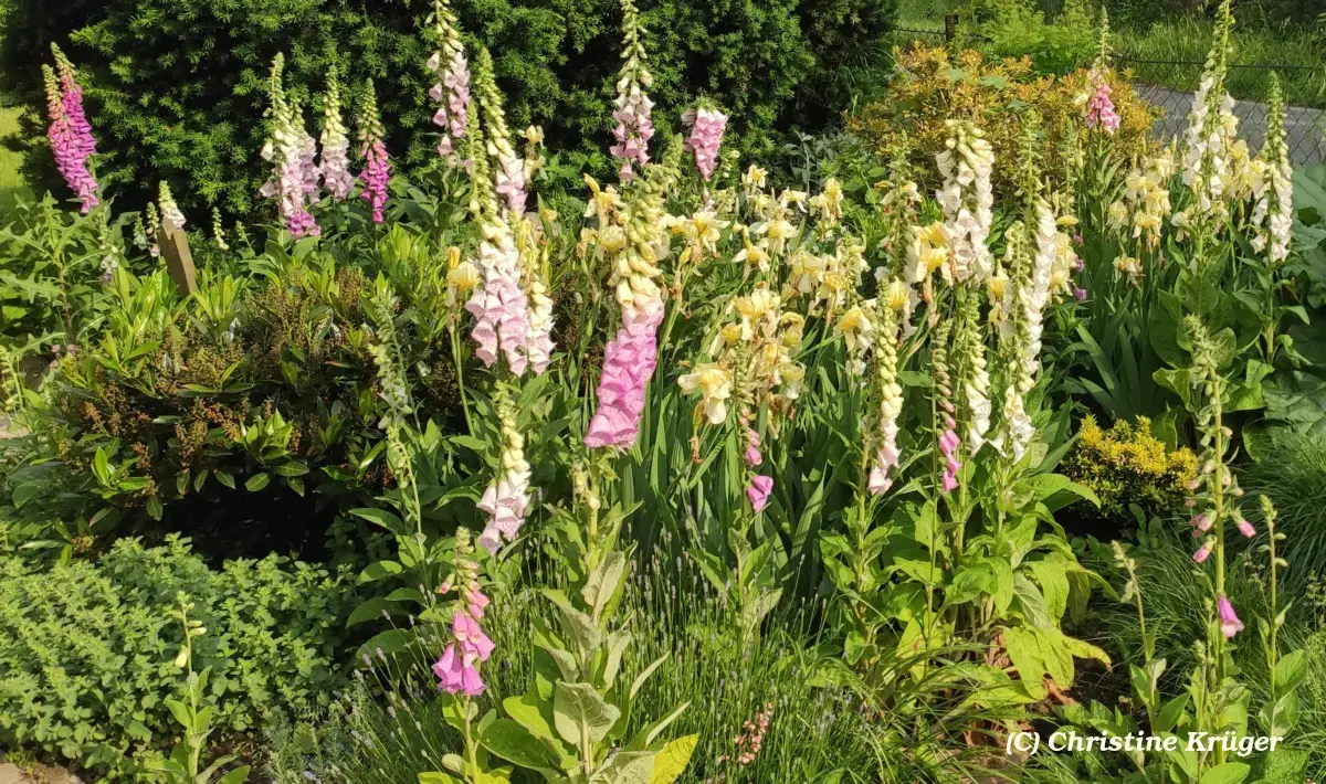 Digitalis