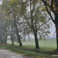 Herbst_Straße