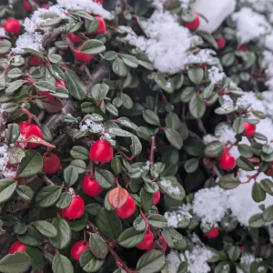 2026-01-08-153125_004