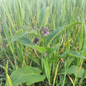 301_IMG_20250504_172239