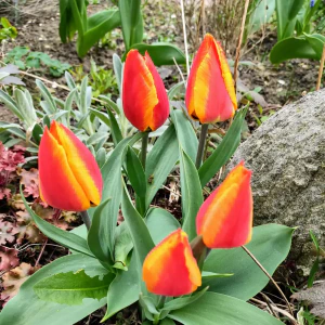 IMG_20240401_093450~2