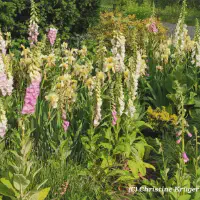 IMG_20240523_173002~2