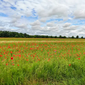 IMG_20240528_110847~2