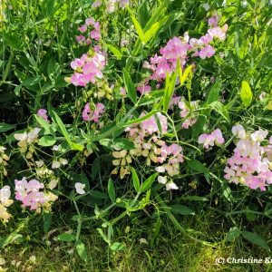 IMG_20240626_142536~2