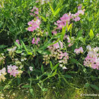 IMG_20240626_142536~2