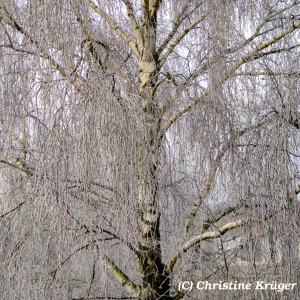 IMG_20250119_101931~2