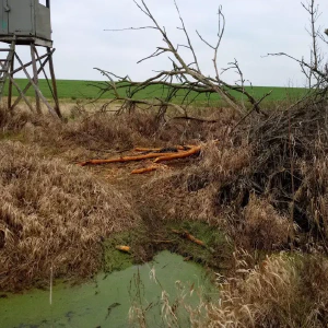 signal-2024-12-31-175104_002