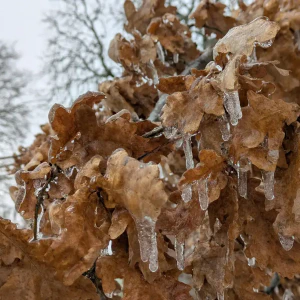 2026-01-26-202115_003