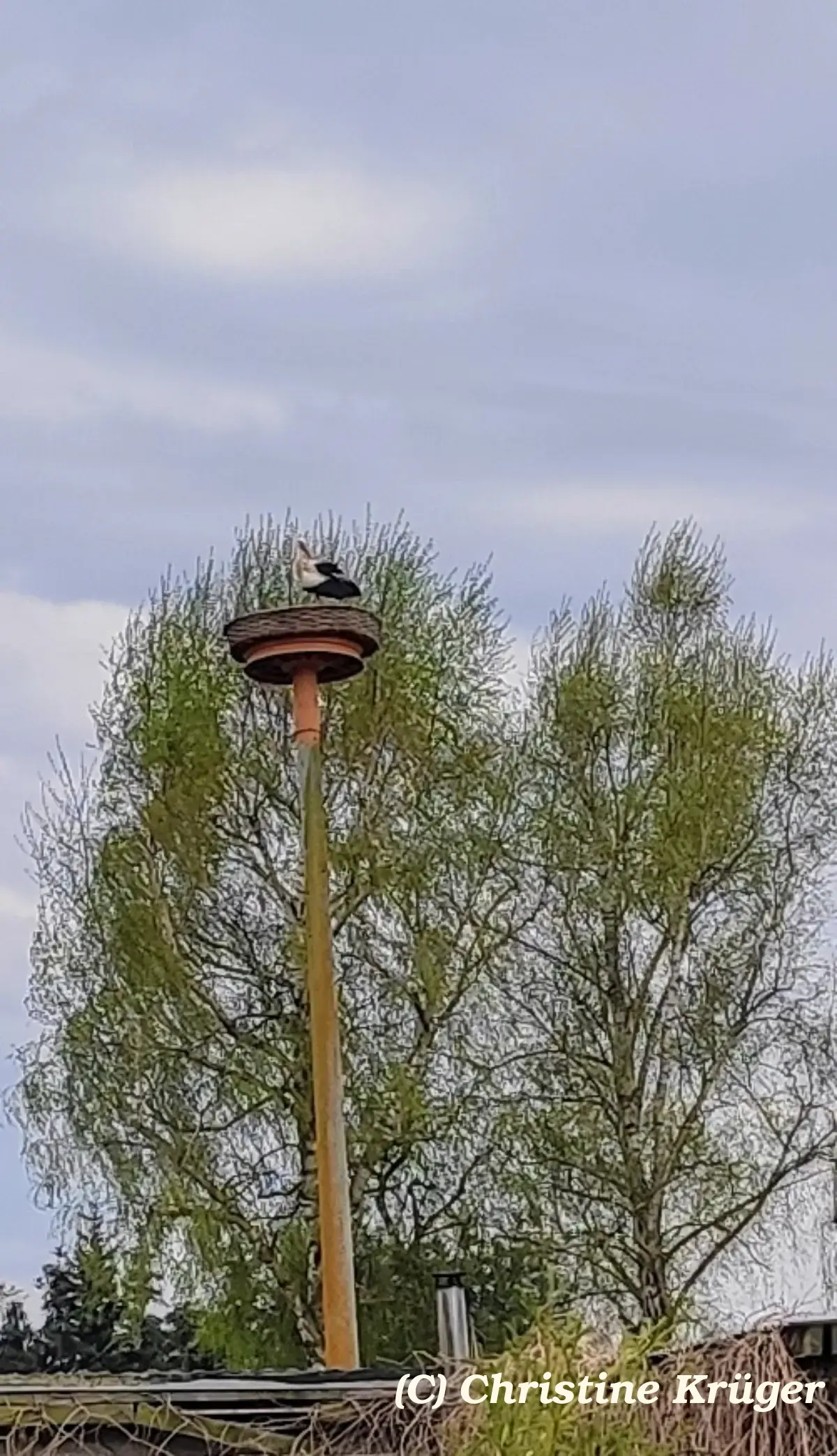 Der Storch